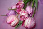О чем говорит цвет тюльпанов, подаренных на 8 марта